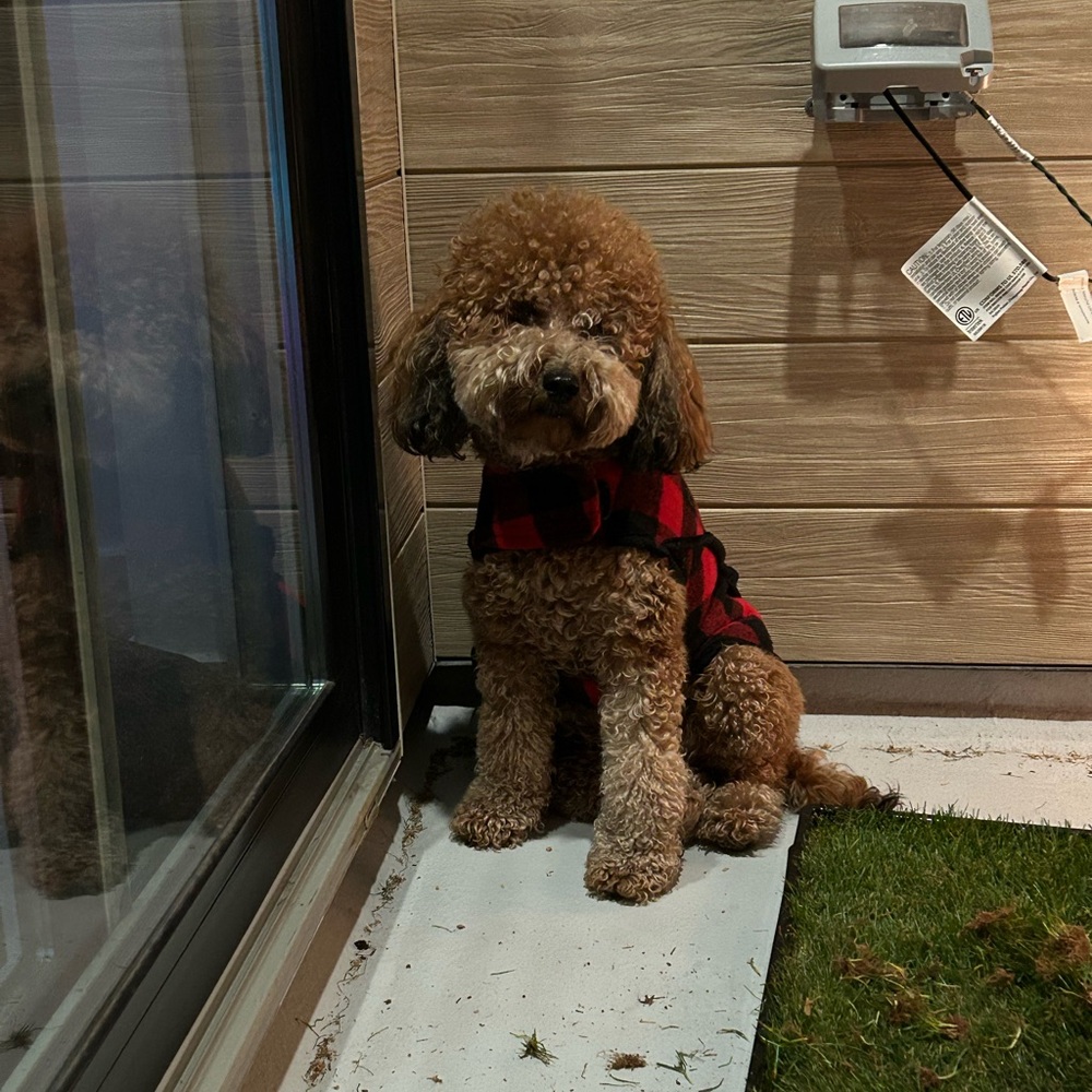 Meet your Posher, Amanda